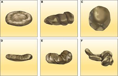 The Technological Advance and Application of Coprolite Analysis